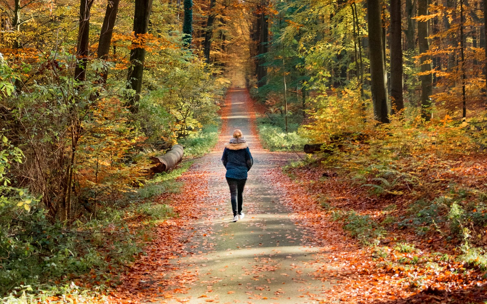 紅葉した木々の間の道を歩く人。秋のウォーキング